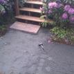 surface is level and ready for new pavers