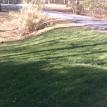 Fescue After