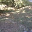 Fescue before