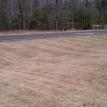 Dormant Bermuda