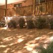 Laying plants out