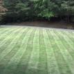 Zeon Zoysia