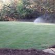 Zeon Zoysia