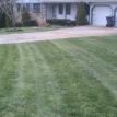 Fescue