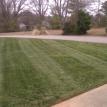 Fescue