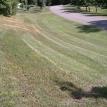 Stripped fescue sod