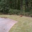 Zoysia completed