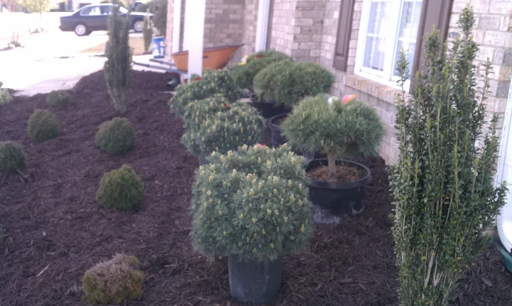Denson Landscapes project photograph from a completed project, categorized as landscape projects.